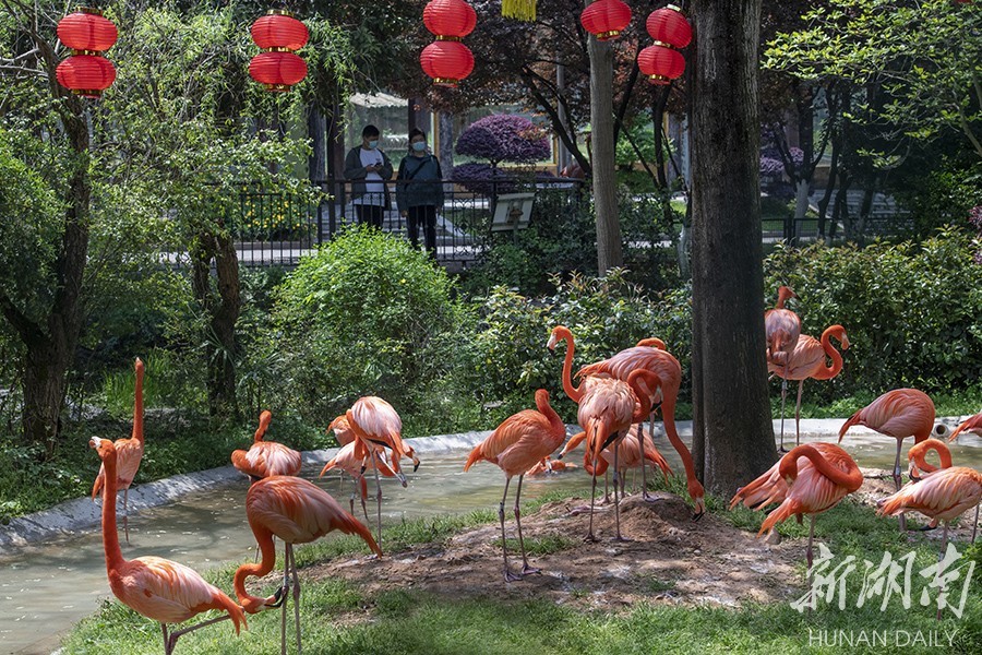 長沙生態動物園步行區恢復開放