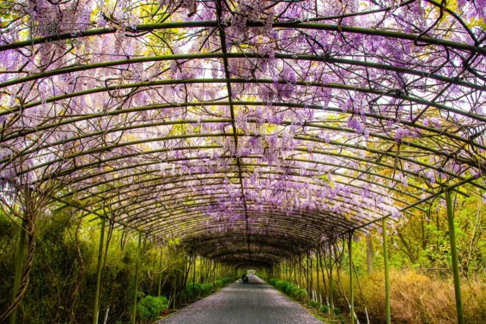 偶遇杭州的最美紫藤花大道落英缤纷的场景颇为壮观