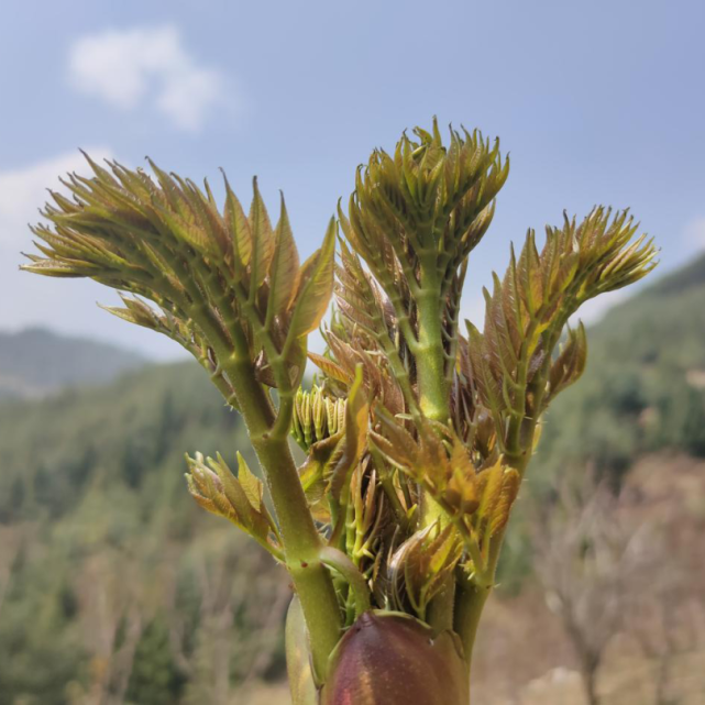 春季尝鲜"树头菜"