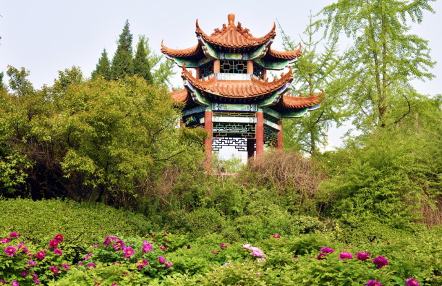 洛阳牡丹甲天下 人民公园牡丹不逊色