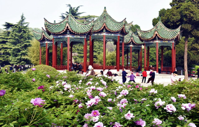 洛阳牡丹甲天下 人民公园牡丹不逊色