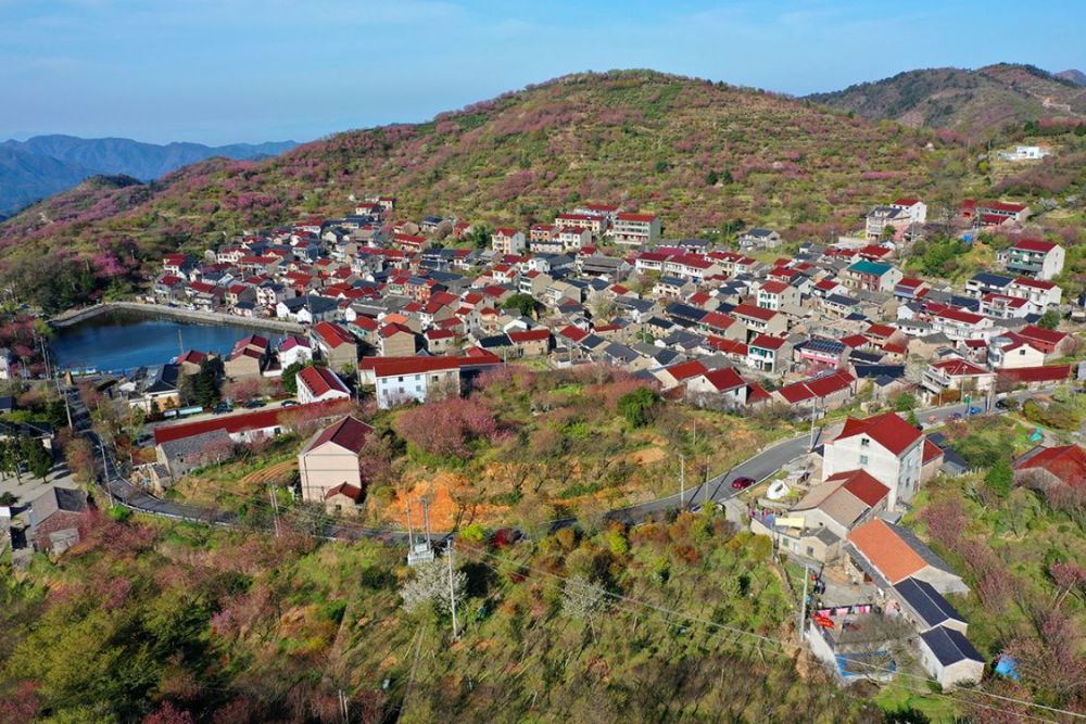 四明山镇芦田村宁波天池漫山遍野红樱烂漫