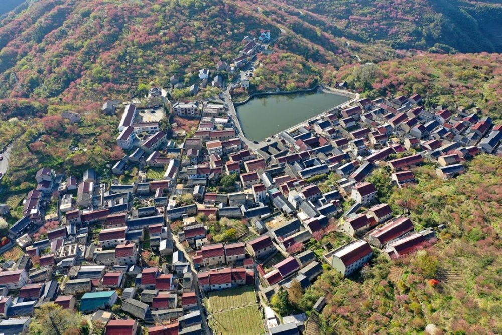 四明山镇芦田村,宁波天池,漫山遍野红樱烂漫