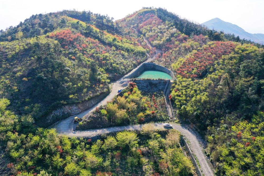 四明山镇芦田村宁波天池漫山遍野红樱烂漫