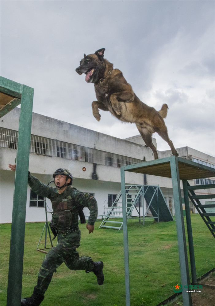 军犬单身图片