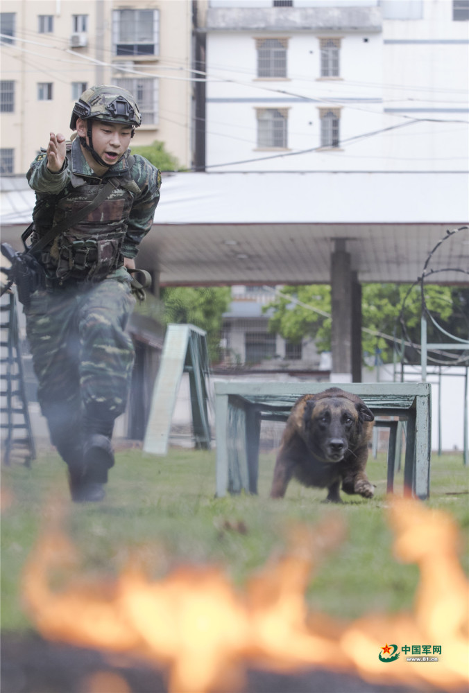 酷高清大图直击军犬训练现场