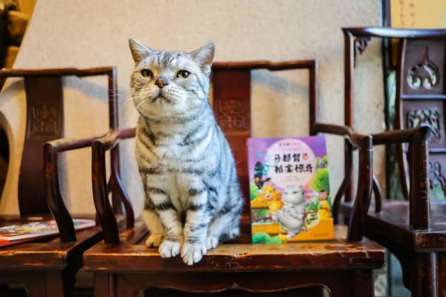 化身一位酷爱木工和古代家具的富家公子,不仅帮穿越过去的观复猫找到