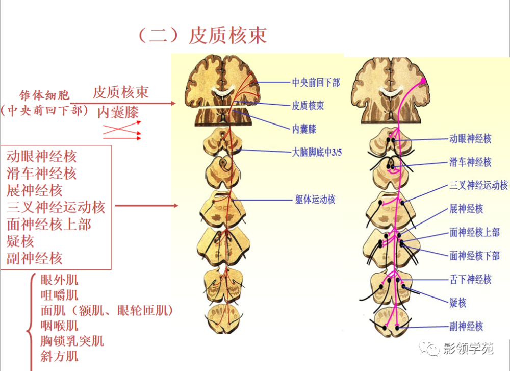 基底節內囊丘腦解剖傳導束圖太強大了清晰明瞭