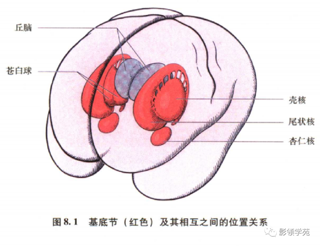 小鼠尾状核图片