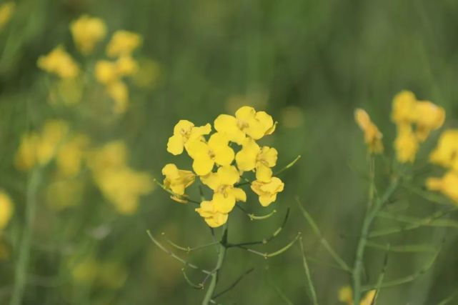 春暖花開,一起來瀝江生態園雲春遊!