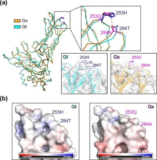 Science Bulletin｜基于传染性法氏囊病病毒的冷冻电镜结构解析阐释病毒组装和入侵机制_腾讯新闻