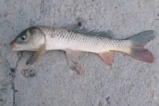 钓友去鱼塘钓了两条鱼,发现鱼瘦的,猫看见都哭,要不要继续钓下去_腾讯