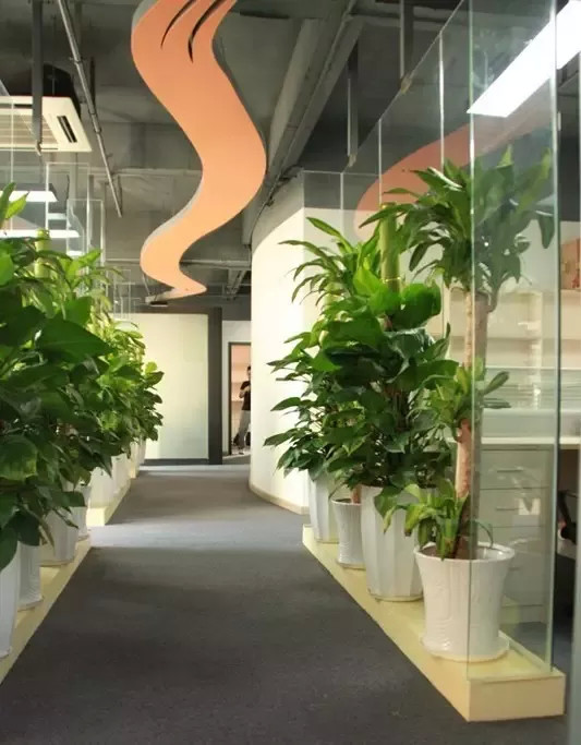 四招做好绿植摆放,让办公室清新又美丽!