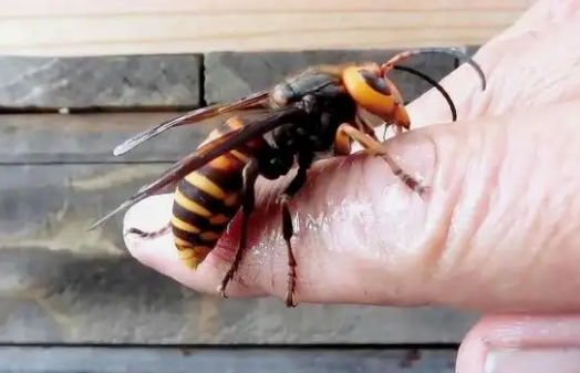 农民扫墓被马蜂蜇而身亡马蜂的毒性有多强野外遭遇马蜂咋办