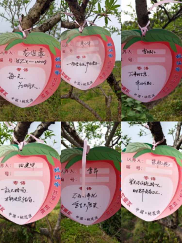 爱在春天里共享桃花源常德市福建商会为300棵果桃树挂上心愿牌