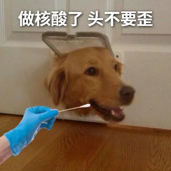 核酸表情包|来来来 排队核酸了