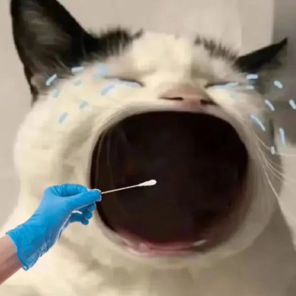 核酸表情包|来来来 排队核酸了