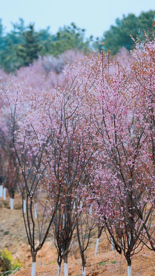 到过南召这片香雪海才知春天如此梦幻