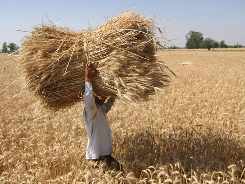 印度粮食大丰收面临食物过剩将大量援助各国你没有看错