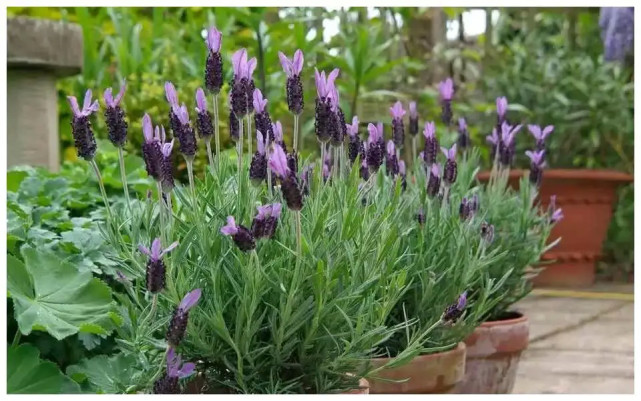 5種香香花好看還好吃煲湯泡茶都可以健康又養人