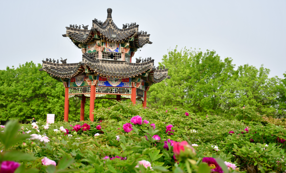 菏泽是中国牡丹之都,牡丹的栽培历史非常悠久,有"曹州牡丹甲天下"的