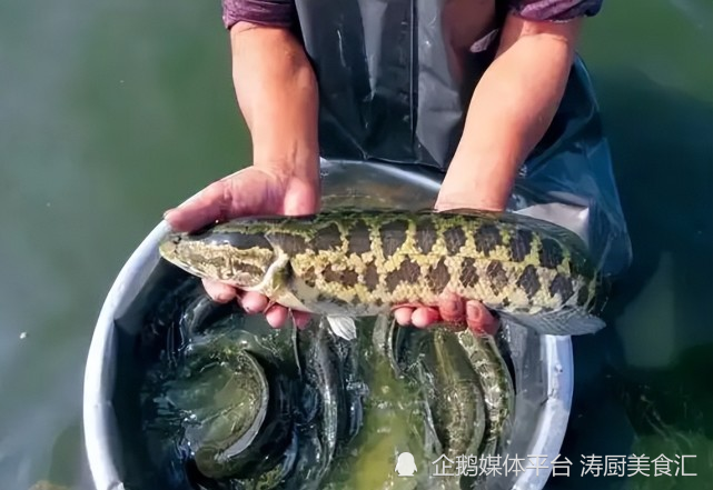 10,砂塘鳢塘鳢鱼又叫土步鱼,沙鳢,蒲鱼,体形粗壮,前部浑圆,头大稍扁平