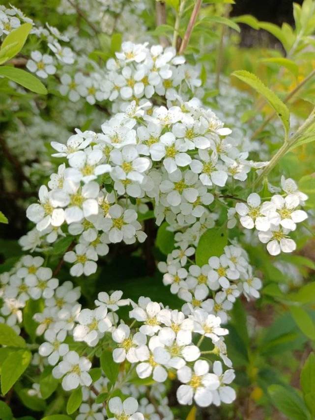 青未了/"李叶绣线菊"靓了春天