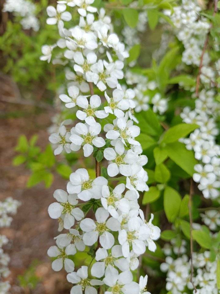 青未了李叶绣线菊靓了春天