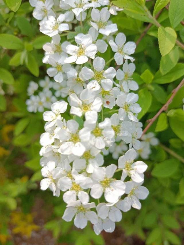 青未了/"李叶绣线菊"靓了春天