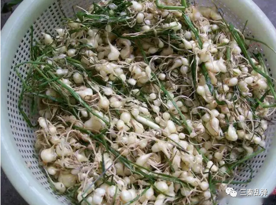小蒜,又名小根蒜,菜芝,荞子,薤白,是百合科葱属的多年生草本植物,一味