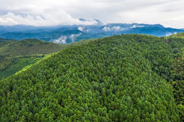 增加森林资源,减少森林损毁,是应对气候变化,实现"双碳"目标的有效