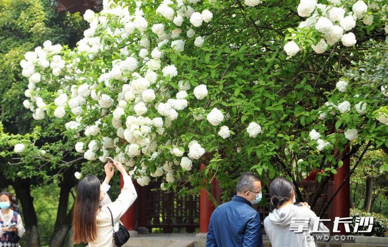 长沙看花的景点推荐图片