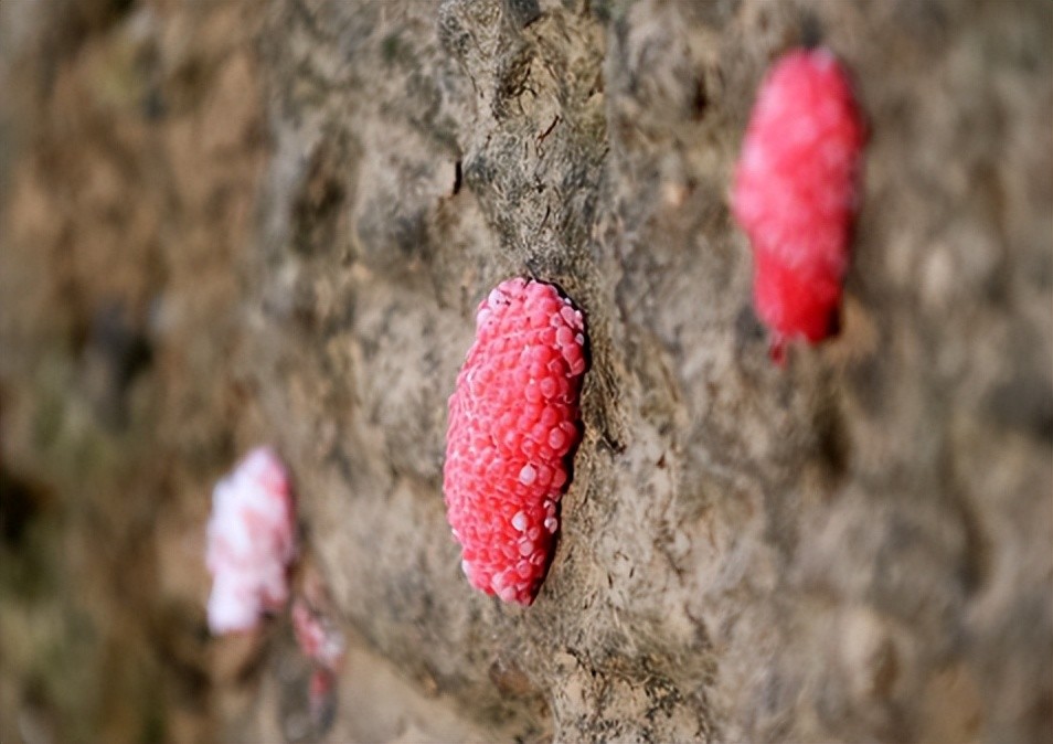 一只螺6000条寄生虫多地已出现很多人还爱吃