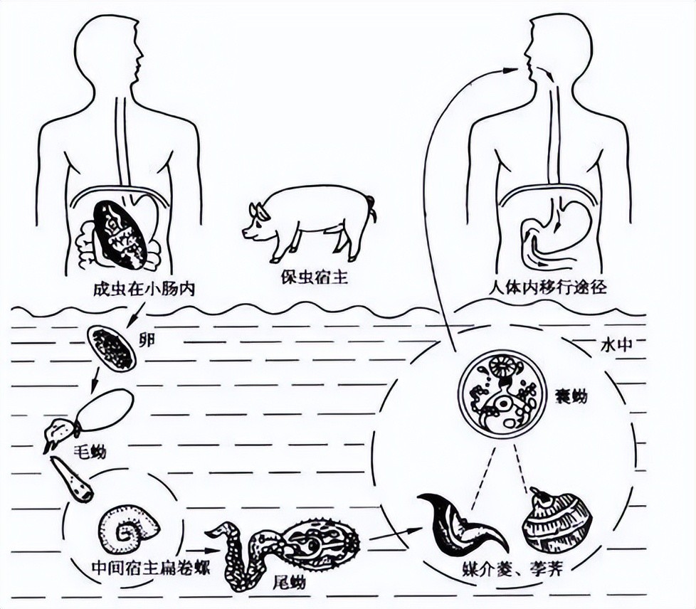 一只螺6000条寄生虫多地已出现很多人还爱吃