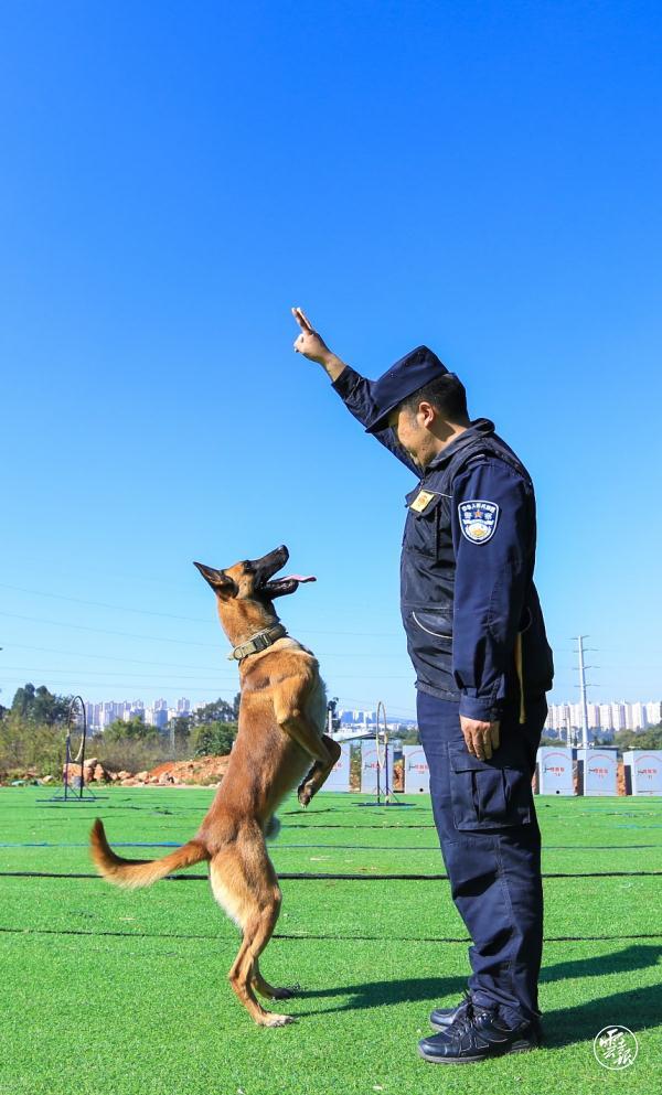 警犬到底有多飒?