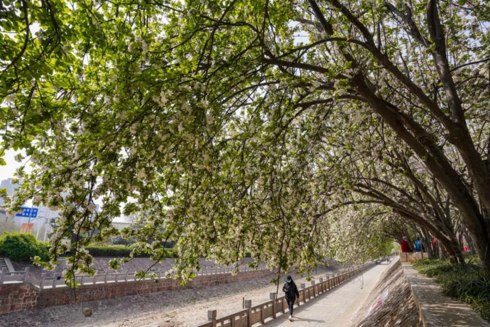 當然在碧沙崗公園裡,在春日暖陽下海棠依舊春回大地,在花繁葉茂的過程