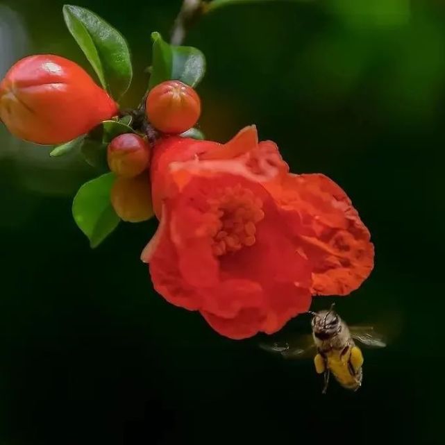 聽花開的聲音!品春天的味道!