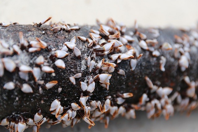 蓝鲸也会被藤壶附着,然后就会经受疼痛,有可能还会被天敌吃掉