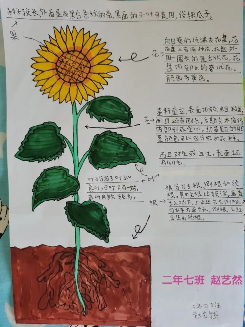 "你好,我的植物朋友"应昌小学大明湖校区二年级线上项目式学习活动