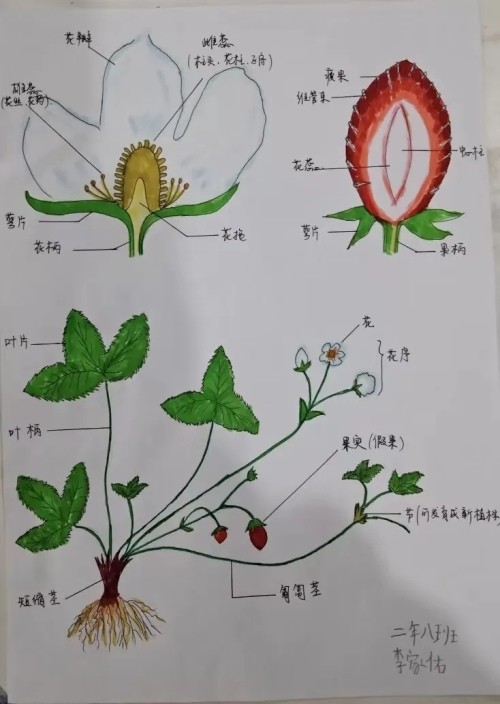 花生解剖图怎么画图片