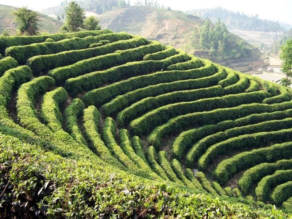 临沧茶尊天下丨临茶风起豪气满仓一片树叶书写的传奇