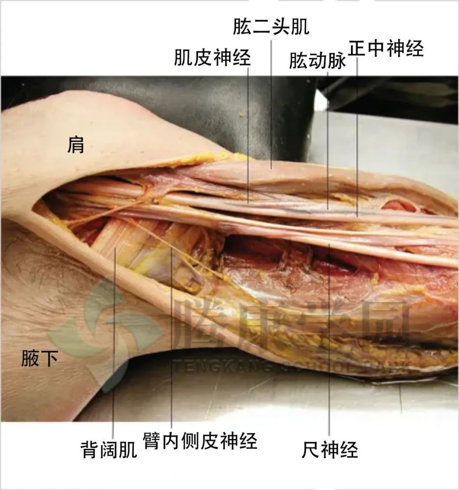 當它下降時,臂內側皮神經沿著貴要靜脈的內側走行,然後刺穿中臂的深臂