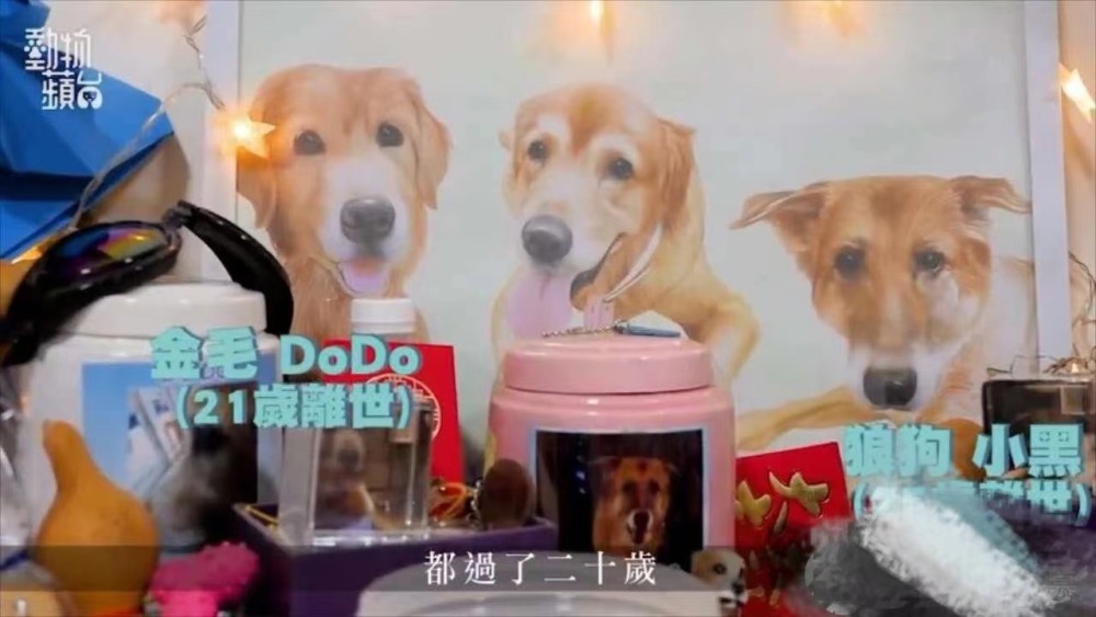 武汉彩虹天堂 关于养宠物的你不可不知的五大长寿仙术 腾讯新闻