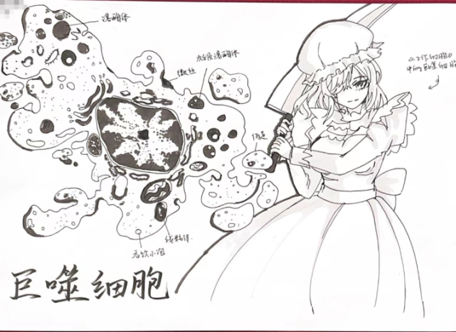 沈同学除了画出巨噬细胞的结构外,还在一旁画上了手拿武器,仿佛在保卫