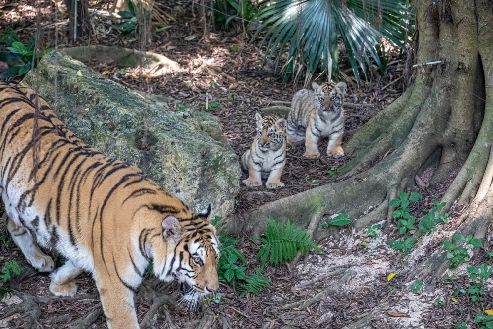 国际珍稀动物保护日，孟加拉虎五胞胎迎来首展初中英语培训机构排名前十