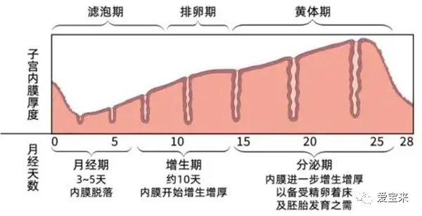 子宫内膜厚度在女性的生理周期内数值是不断变化,子宫内膜厚度没有个