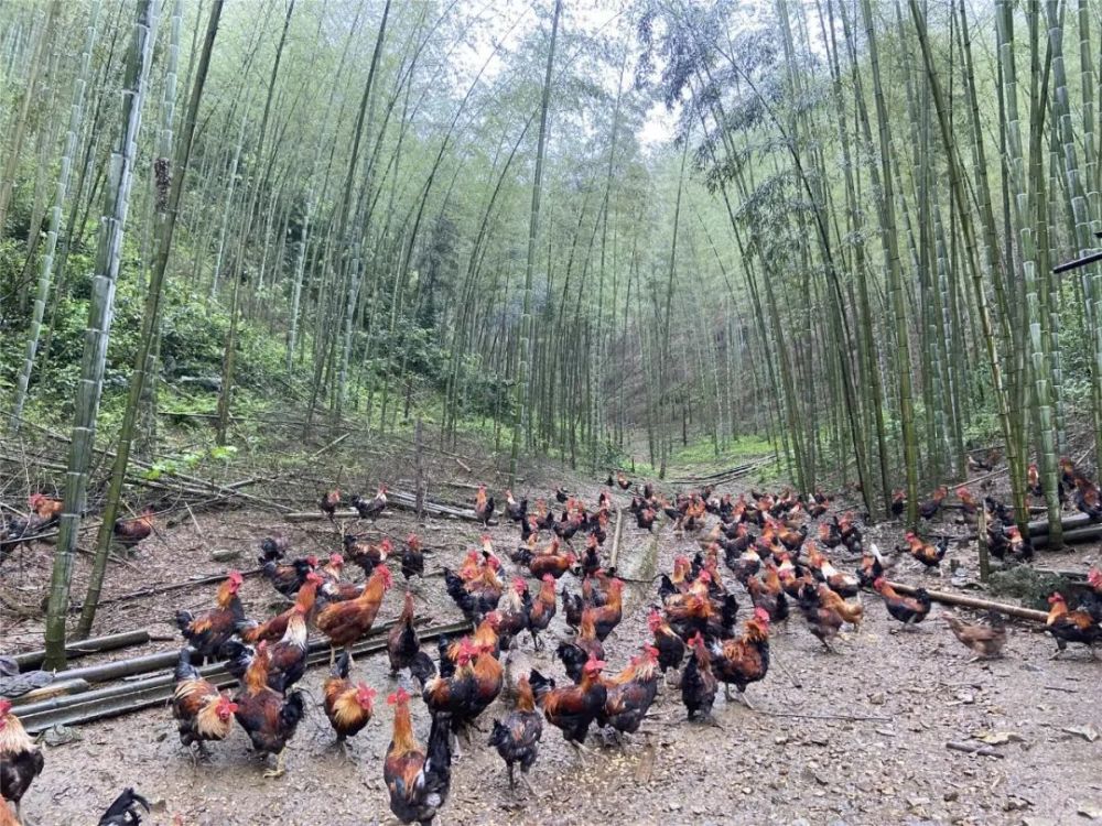 近日,在雅瑶乡章口村朱兴源竹林鸡养殖基地,土鸡正在竹下觅食