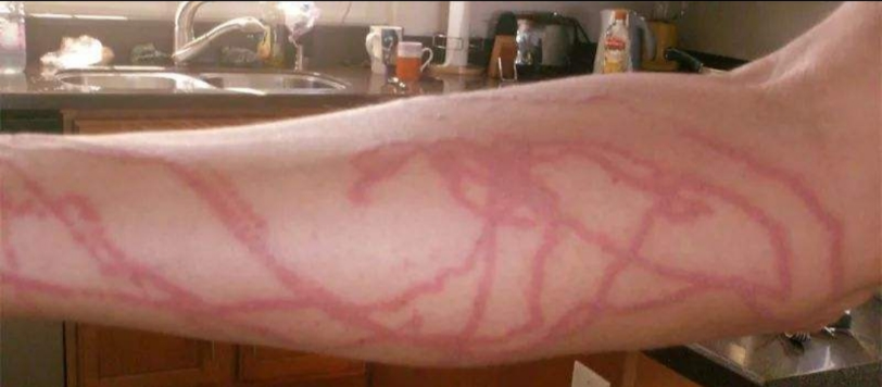 好看是好看但这种水母差点让我当场圆寂