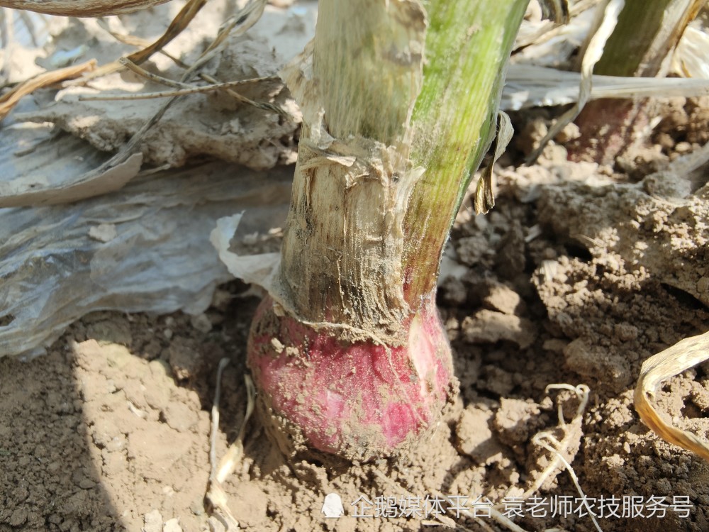 大蒜抽薹期用这个配方喷两遍,蒜头长得快大蒜产量高