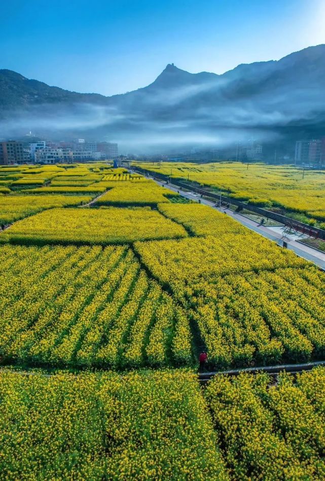 温州这处超美的油菜花小岛!面朝大海,春暖花开!等你来!